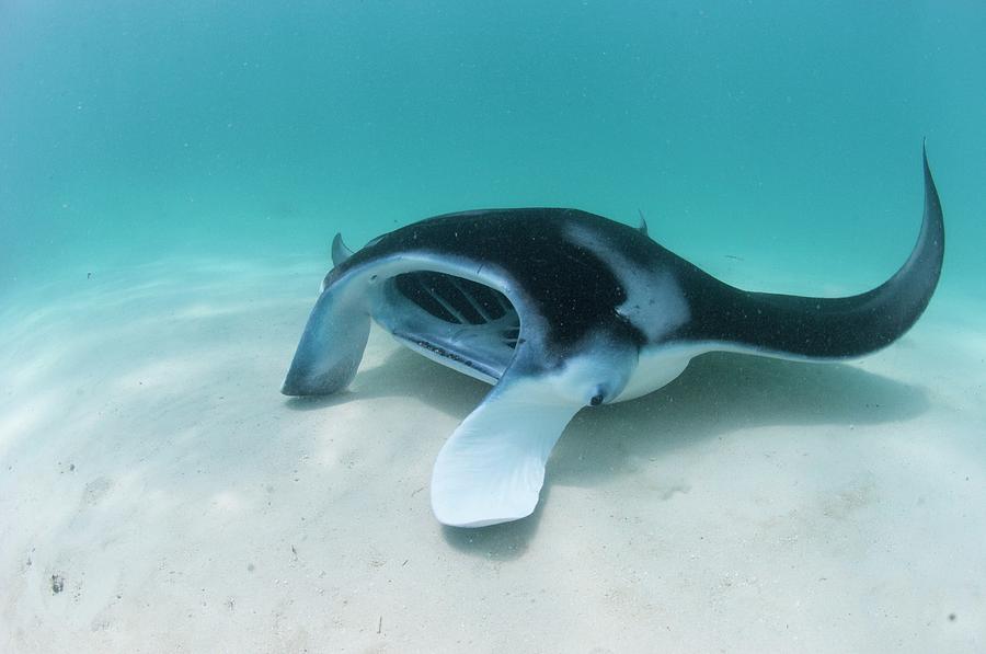 Manta Ray Resting On Sand #1 Photograph by Scubazoo