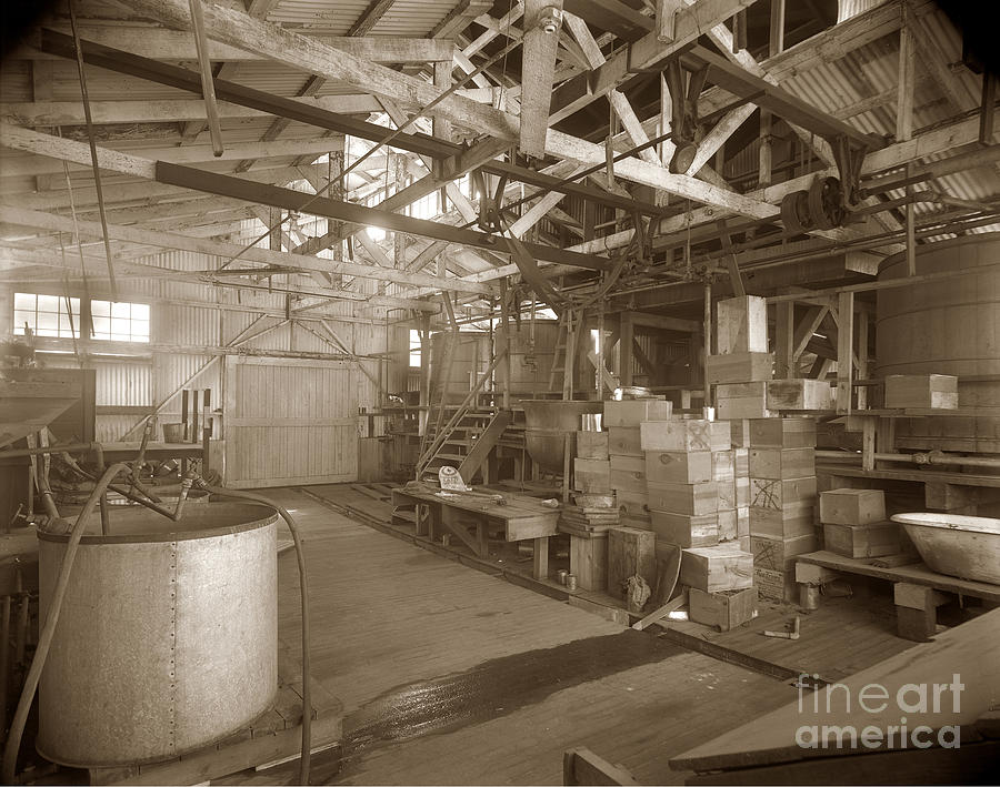 Fruit Photograph - Manteca Packing Company interior California circa 1920 by Monterey County Historical Society