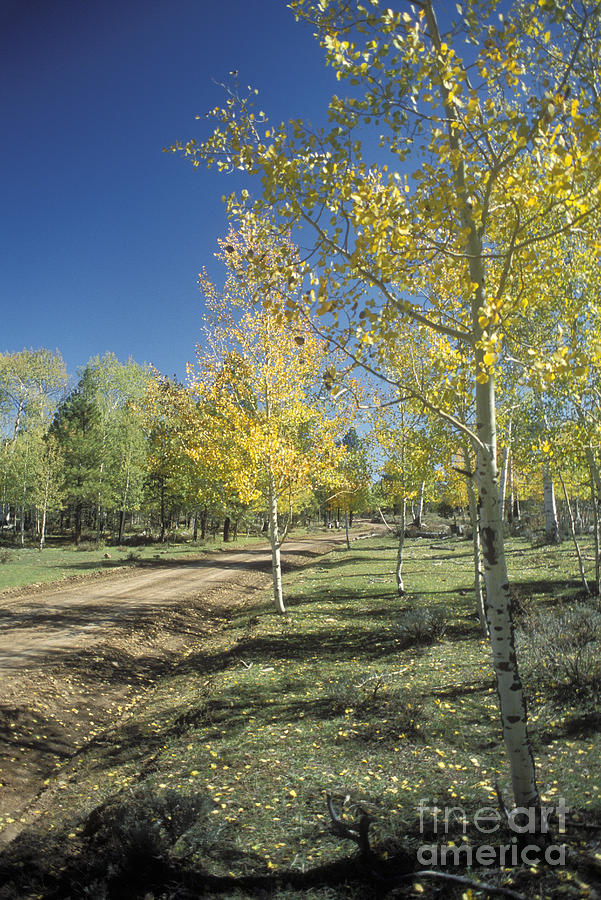Manti-La Sal National Forest #1 Photograph by Jim West Manti-La Sal National Forest #1 Photograph by Jim West