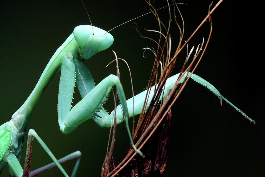 Nature Photograph - Mantis #1 by Tomasz Litwin