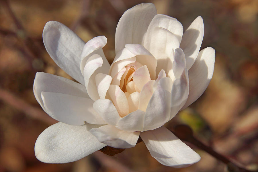 Many-petaled Magnolia #1 Photograph by Leda Robertson