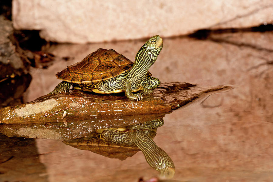 Map Turtle Graptemys Geographica 1 Photograph By David Northcott Pixels 