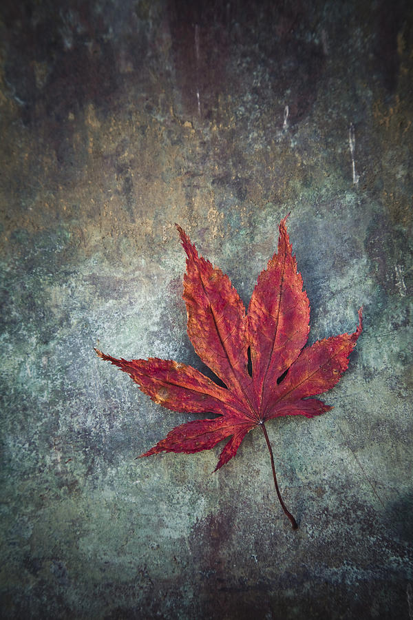 Abstract Photograph - Maple Leaf #1 by Maria Heyens