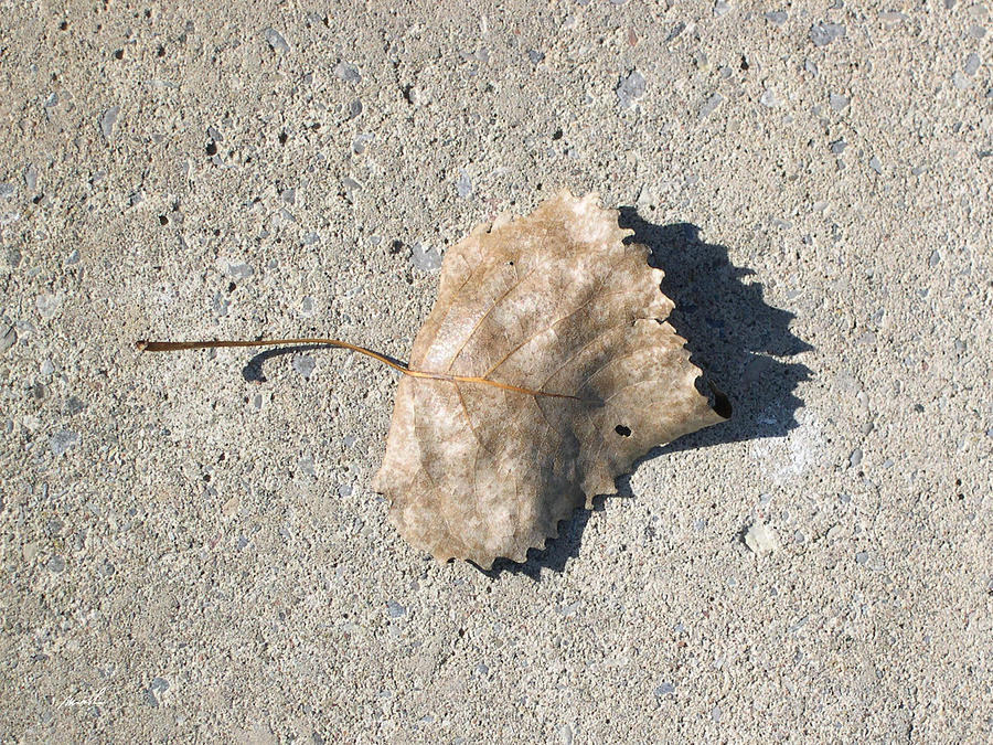 Maple Leaf #1 Photograph by The Art of Marsha Charlebois