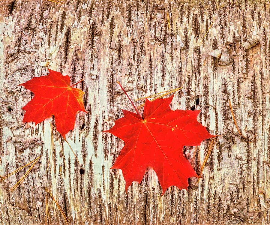 Maple Leaves On Bark Of Birch Tree Photograph by Panoramic Images ...