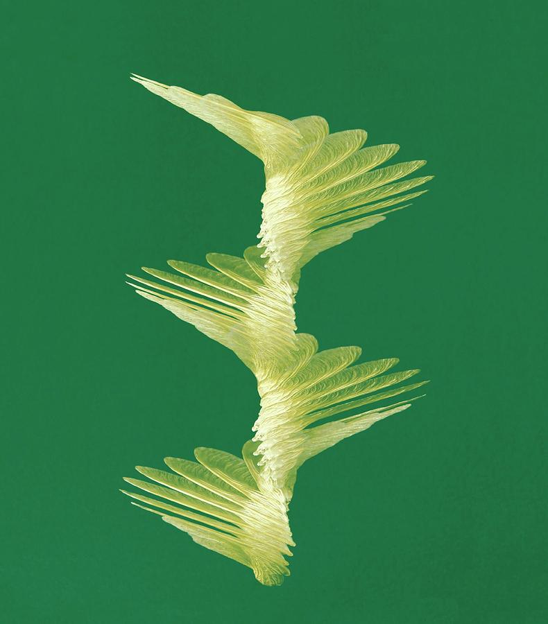 Maple Seed Flight Path #1 Photograph by David Lentink/science Photo Library
