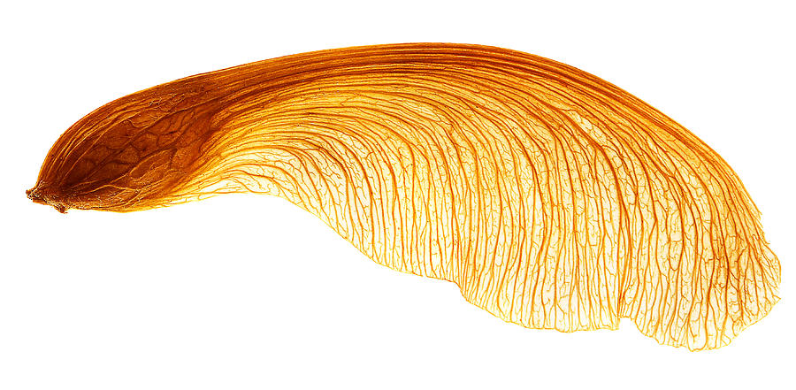 Maple Seed Pod #1 Photograph by Robert Woodward