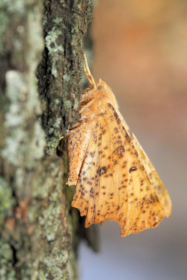 Nature Photograph - Maple Spanworm Moth #1 by Doris Potter