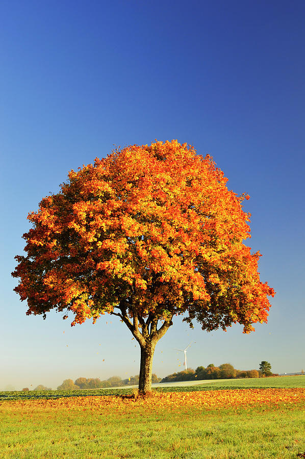 Maple Tree, Baden-wurttemberg, Germany Photograph by Jochen Schlenker Maple Tree, Baden-wurttemberg, Germany Photograph by Jochen Schlenker