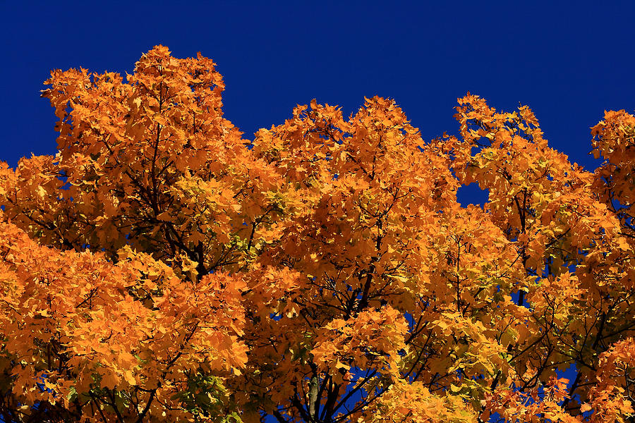 Maple Tree in Autumn #1 Photograph by David Dufresne