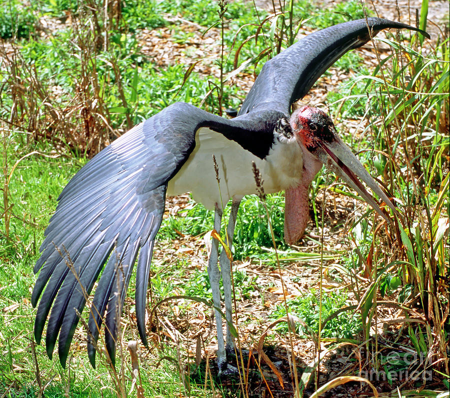 Marabou Stork #1 Photograph by Millard H. Sharp