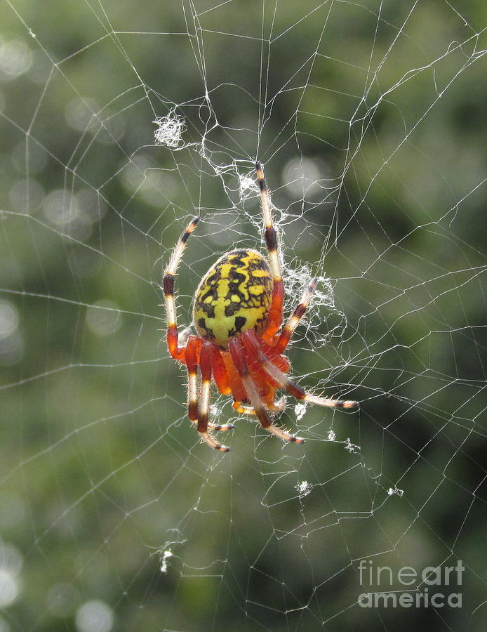 Marbled Orb Weaver #1 Photograph by Joshua Bales