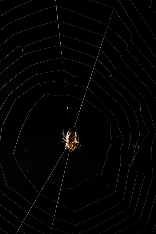 Marbled Orb Weaver Spider #1 Photograph by Paul Whitten