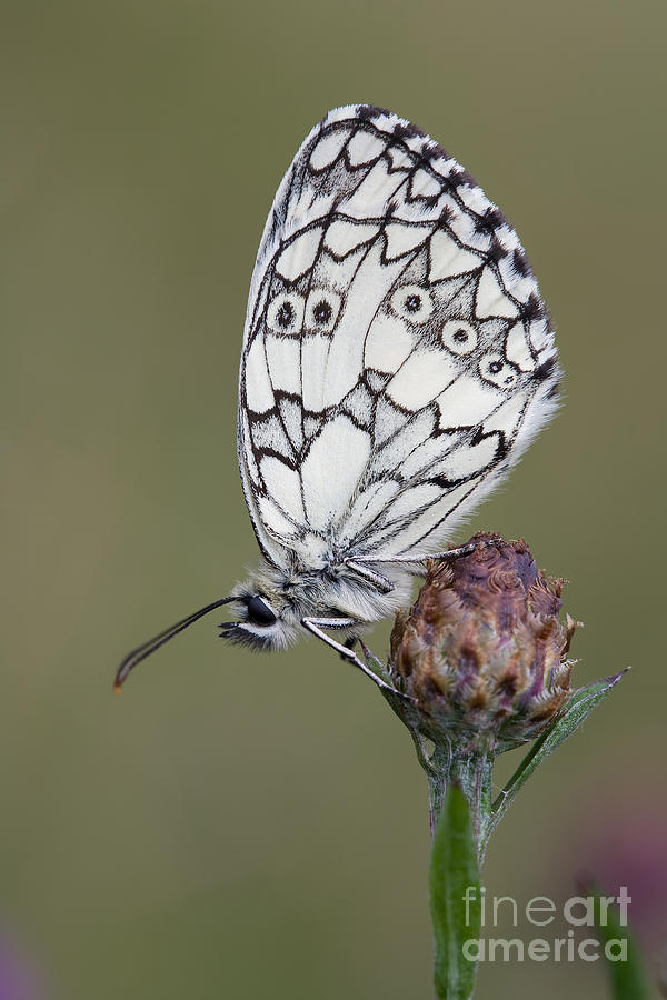 Marbled White Butterfly #1 Photograph by Frank Derer