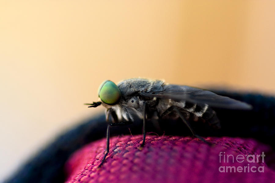 March Fly Macro Photograph by Jorgo Photography