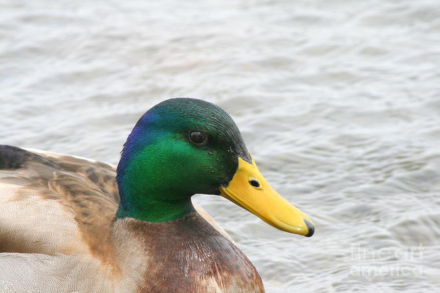 March Mallard  #1 Photograph by Neal Eslinger