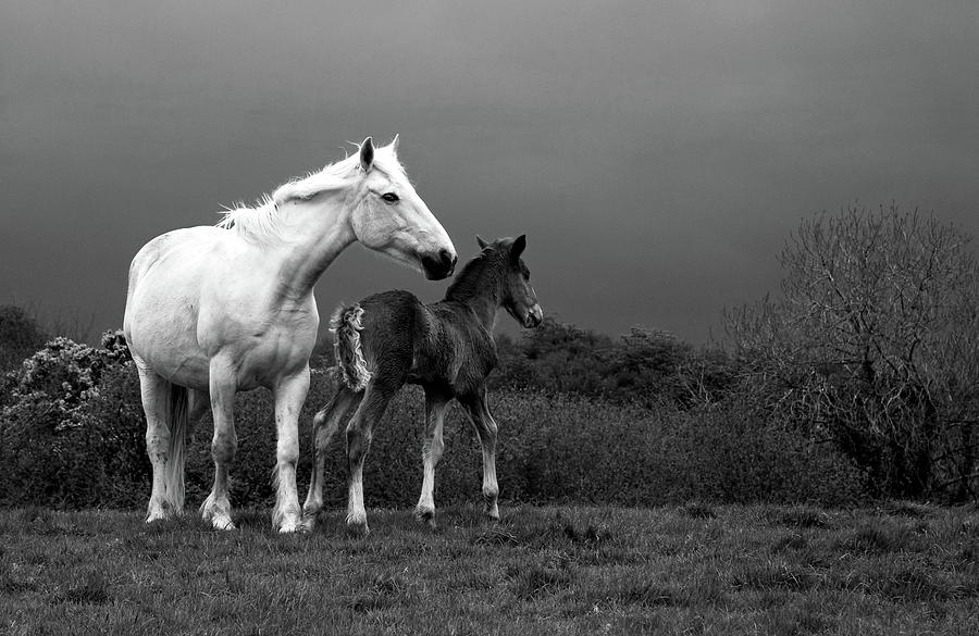 Black And White Photograph - Mare And Foal, Co Derry, Ireland #1 by Panoramic Images