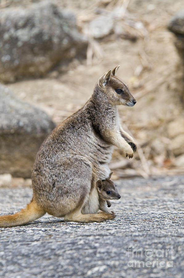 Mareeba Unadorned Rock Wallaby And Joey Photograph by William H ...