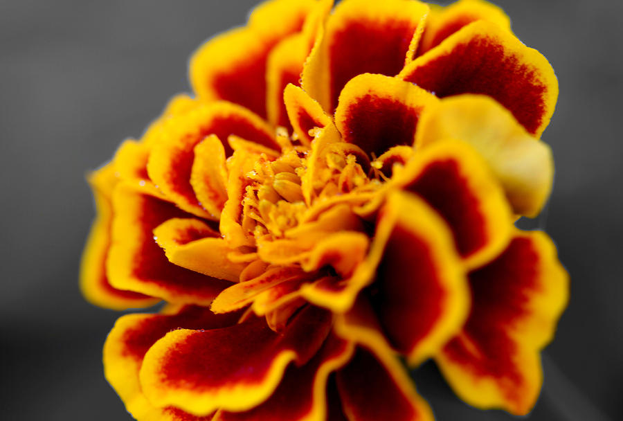Marigold flower #1 Photograph by Sumit Mehndiratta