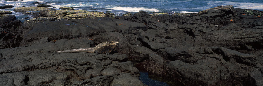Nature Photograph - Marine Iguana Amblyrhynchus Cristatus #1 by Panoramic Images
