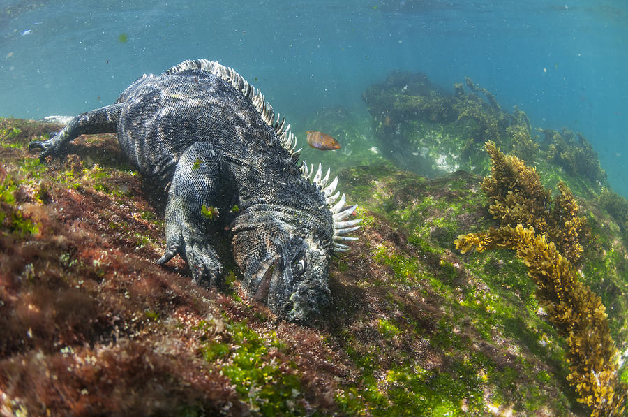 Marine Iguana Feeding On Algae Punta #1 Photograph by Tui De Roy