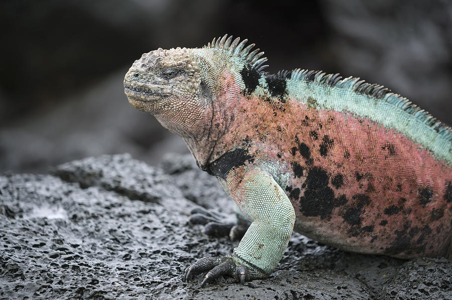 Marine Iguana Male In Breeding Colors #1 Photograph by Tui De Roy