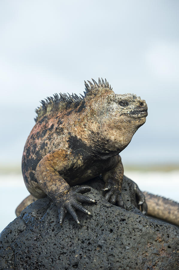 Marine Iguana Male Turtle Bay Santa Photograph by Tui De Roy - Fine Art ...