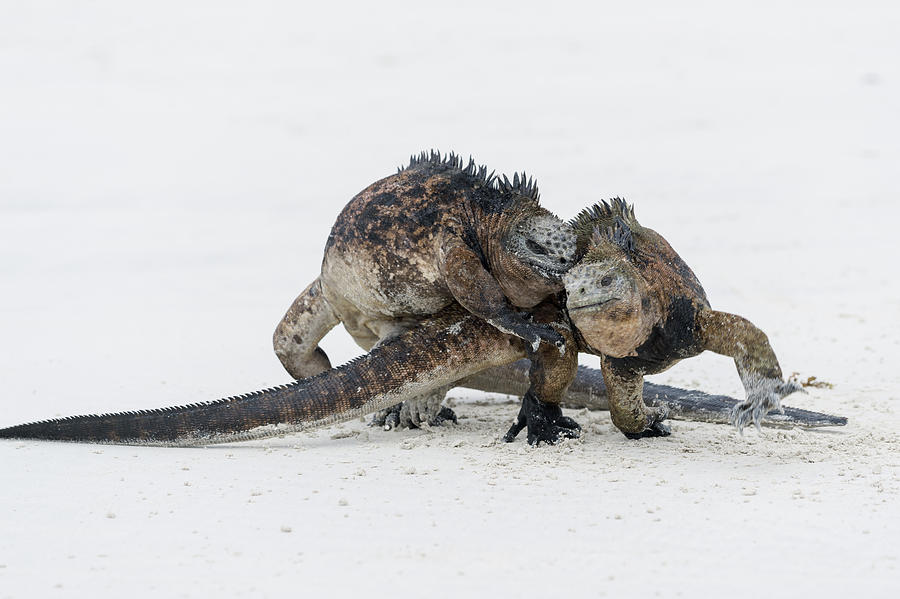 Marine Iguana Males Fighting Turtle Bay Photograph by Tui De Roy