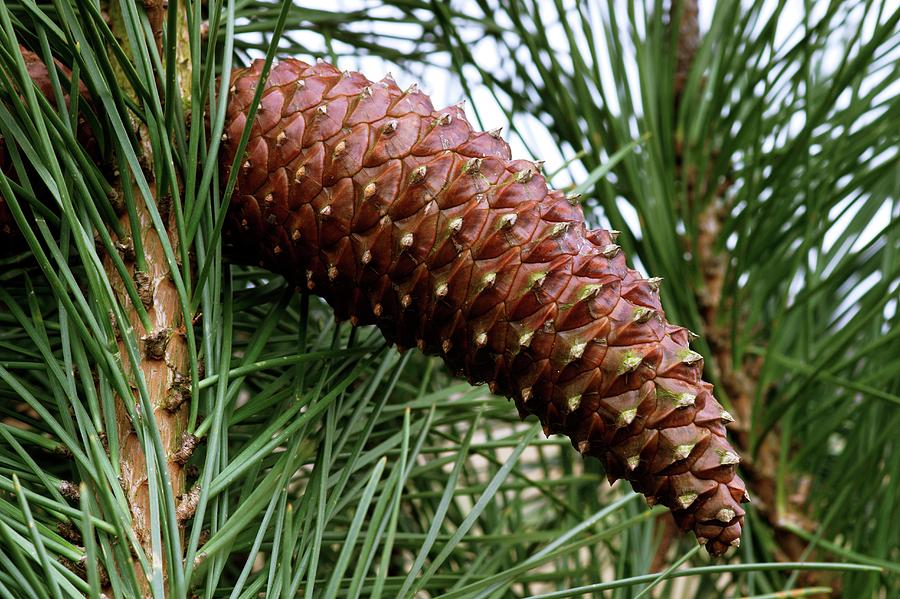 Plant Pinus pinaster Maritime pine 