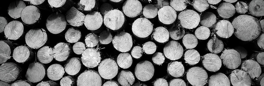 Black And White Photograph - Marked Wood In A Timber Industry, Black #1 by Panoramic Images