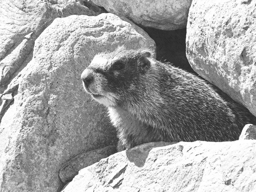 Marmot Emerging From Den #1 Photograph by Frank Wilson