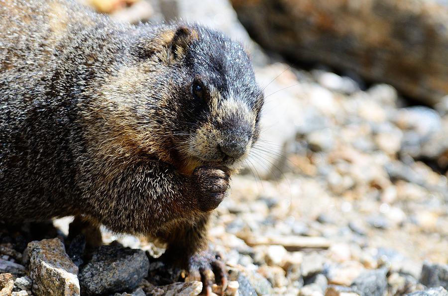 Marmot #1 Photograph by Walt Sterneman