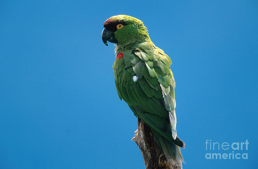 Parrot Photograph - Maroon-fronted Parrot #1 by Art Wolfe