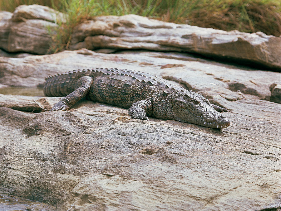 Marsh Crocodile #1 Photograph by E. Hanumantha Rao