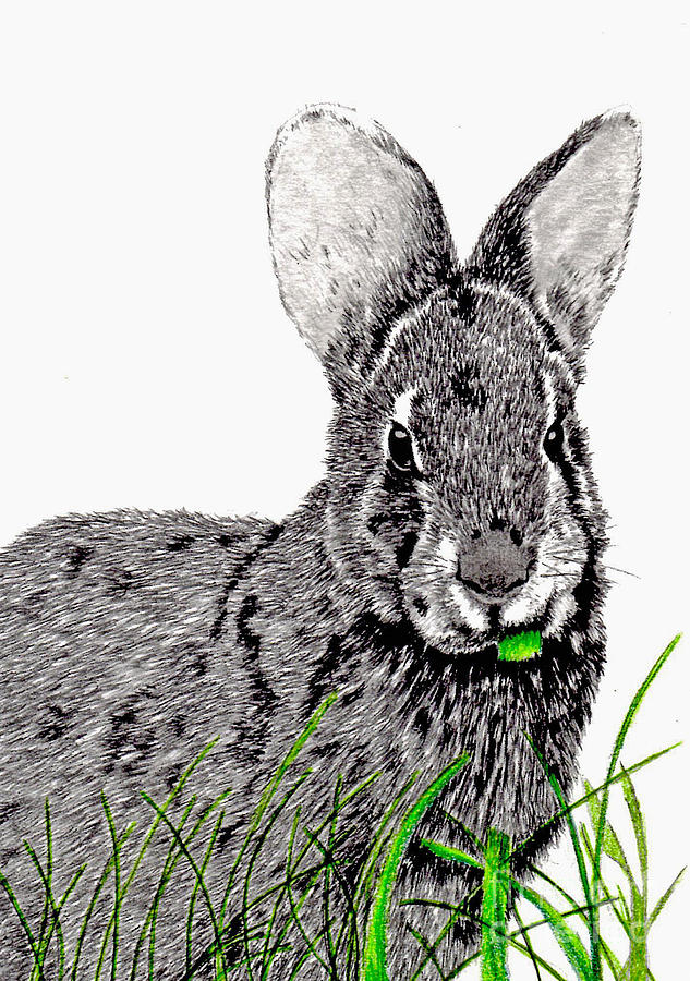 Marsh Hare Drawing by Terri Mills