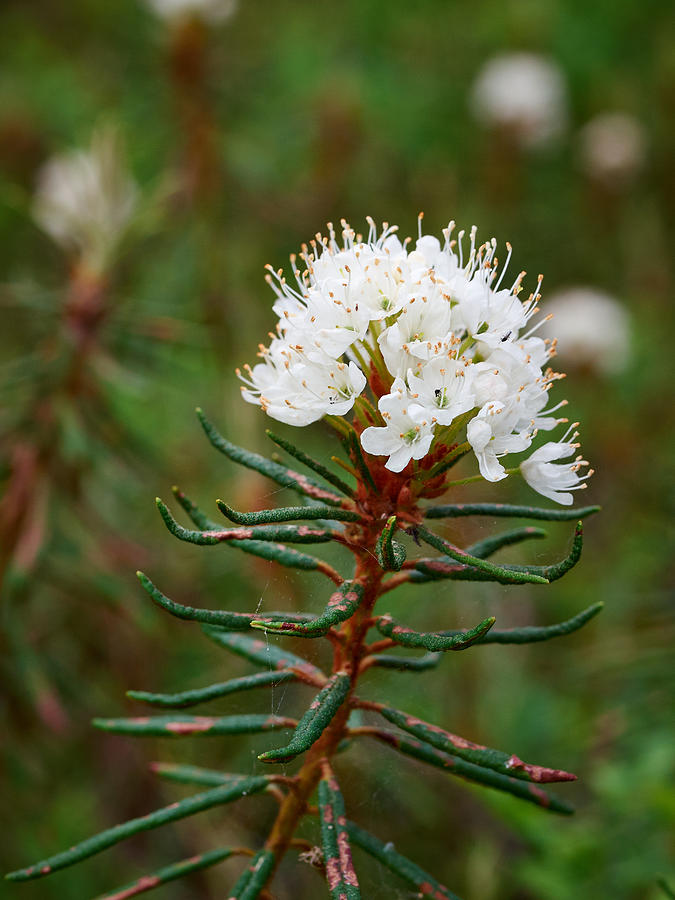 Marsh Labrador tea Photograph by Jouko Lehto