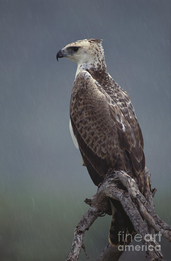 Animal Photograph - Martial Eagle #1 by Art Wolfe