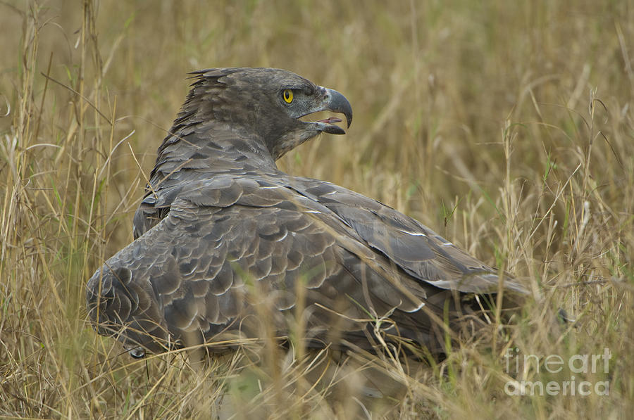 Eagle Photograph - Martial Eagle Mantling Prey #1 by John Shaw