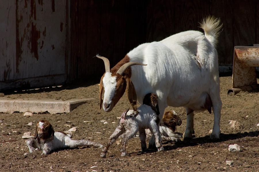 Animal Photograph - Marvin Shurley Meat Goat Ranch, Sonora #1 by Karl Schatz