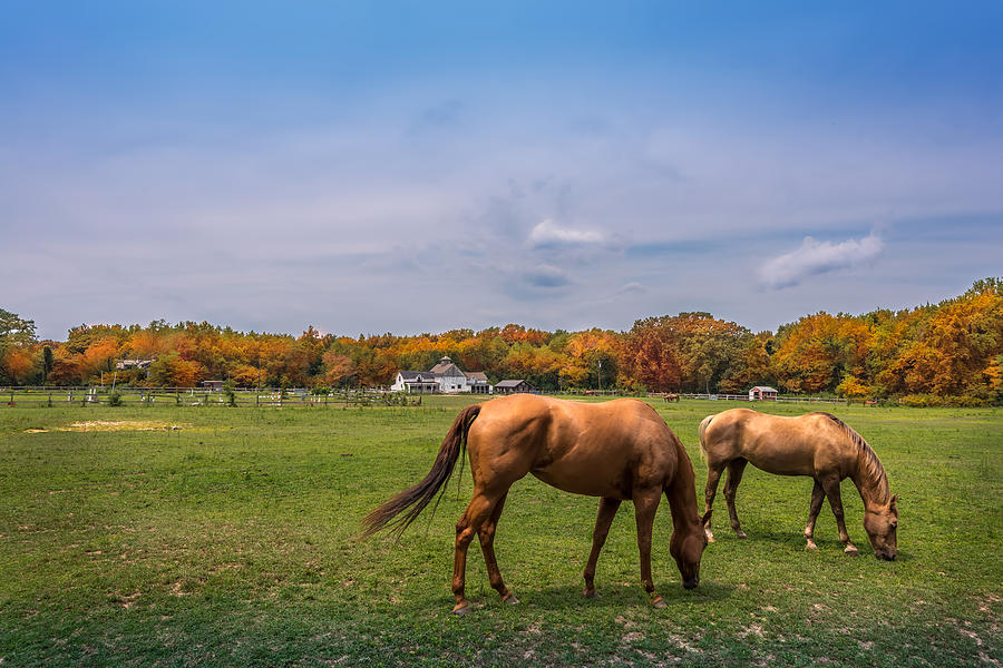 Maryland Pastures #1 Photograph by Patrick Wolf