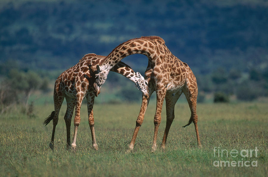 Masai Giraffe #1 Photograph by Art Wolfe