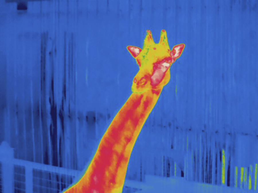Masai Giraffe, Thermogram #1 Photograph by Science Stock Photography