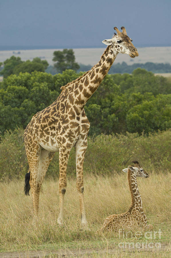 Masai Giraffe With Young #1 Photograph by John Shaw