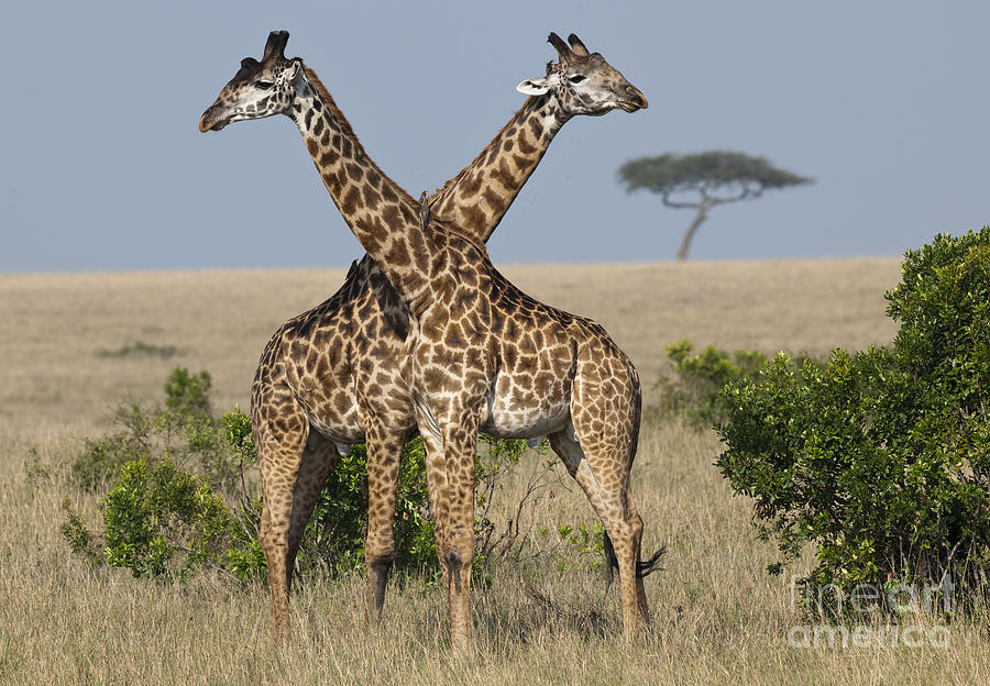 Masai Giraffes Necking #1 Photograph by John Shaw