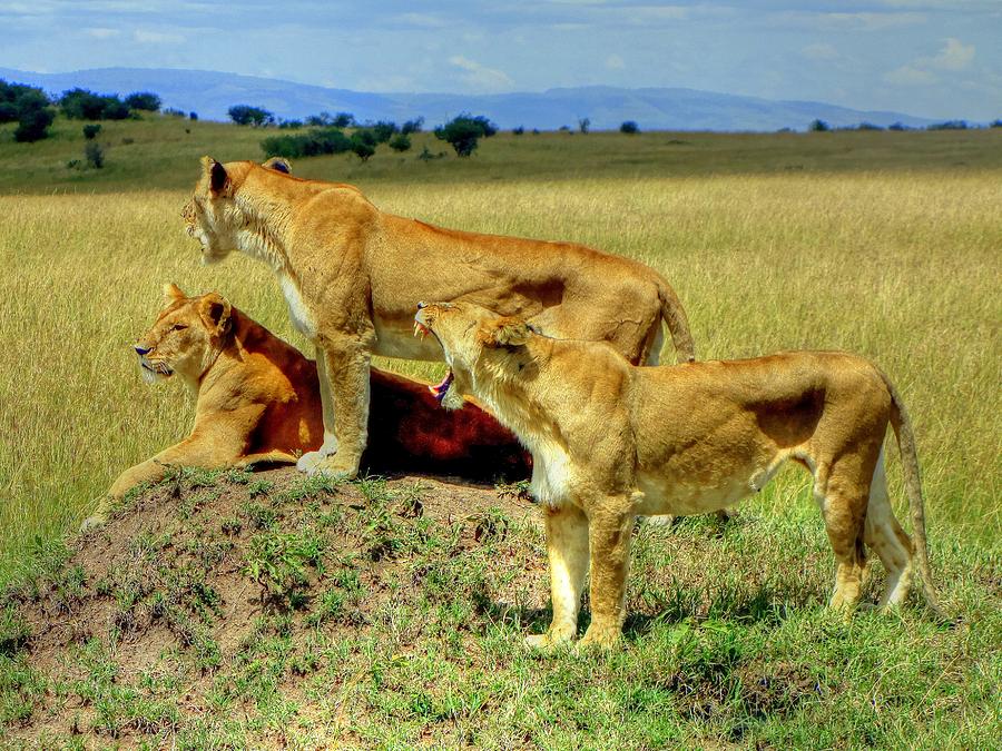 Masai Mara Game Reserve Kenya #2 Photograph by Paul James Bannerman