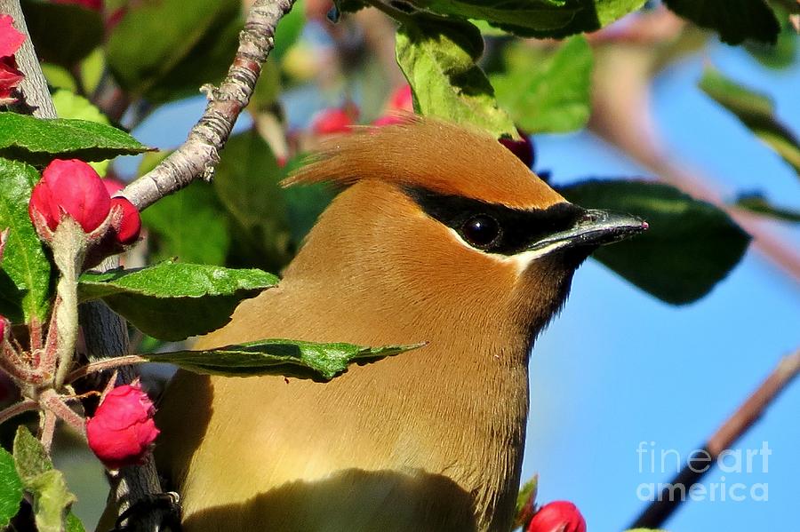 Cedar Waxwing Photograph by Michele Penner