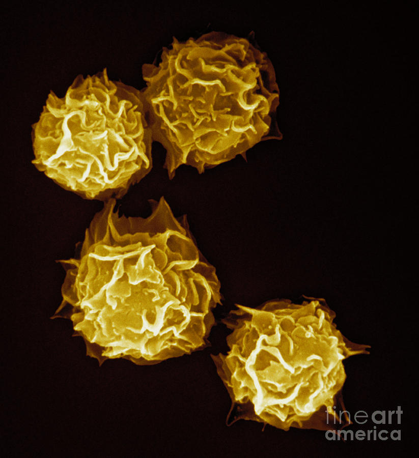 Mast Cells #1 Photograph by Stem Jems