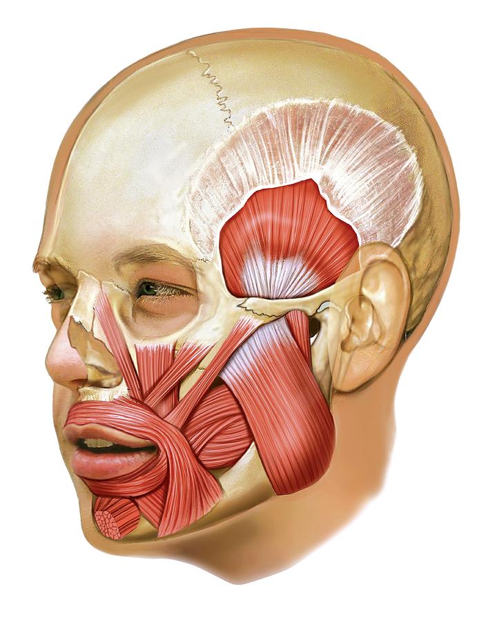 Masticatory Muscles Photograph By Asklepios Medical Atlas Pixels My Xxx Hot Girl 0302
