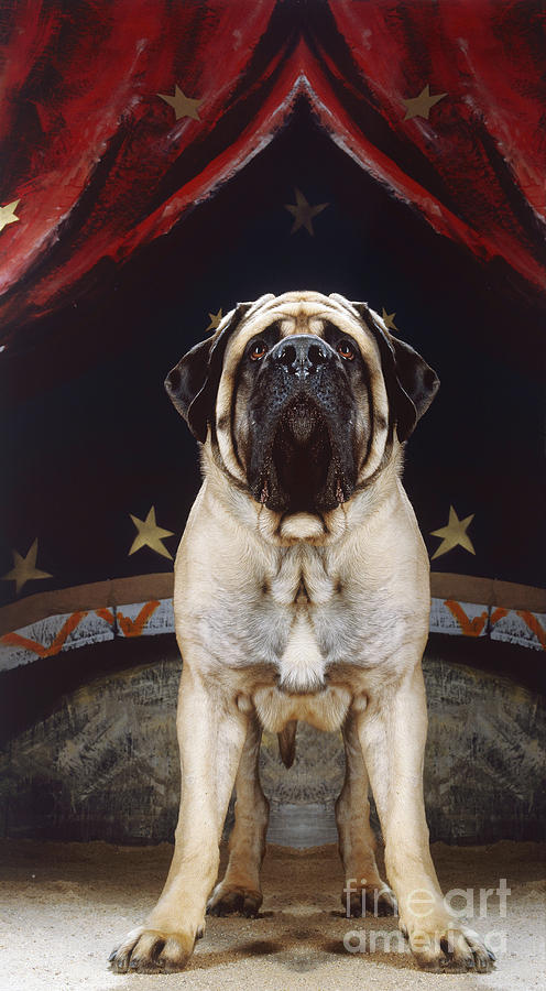 Mastiff Photograph - Mastiff In A Circus #1 by Jean-Michel Labat