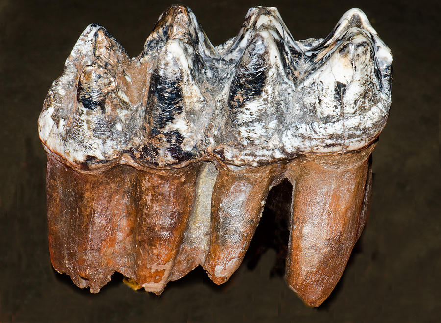 Mastodon Teeth Fossil #2 Photograph by Millard H Sharp